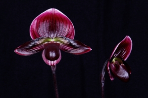 Paphiopedilum N.R. Midnight AM/AOS 83 pts.